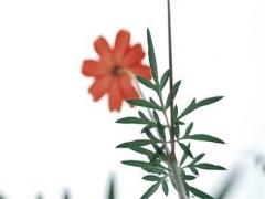 屬龍女2023年全年運(yùn)勢(shì)如何,2023年88年屬龍女超準(zhǔn)運(yùn)勢(shì)