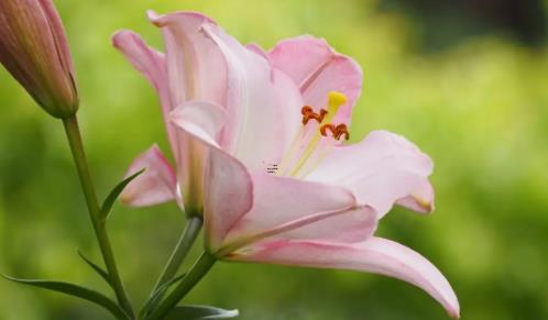 夢見牛角蜂被我打死了 夢見被牛用牛角攻擊 夢見牛角蜂被我打死了 夢見被牛用牛角攻擊