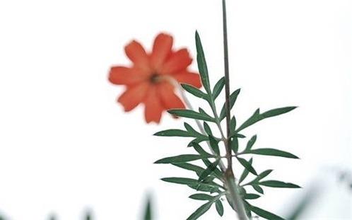 屬馬和92年屬豬的婚配 92年屬豬的屬相婚配表