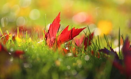 夢見紅蛇從身邊經過 夢見紅色的蛇從身邊跑了什么意思