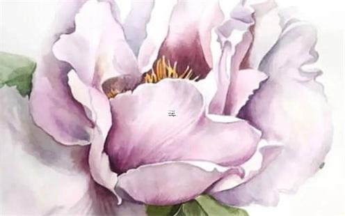 小博美的腿為什么是外八字 博美外八字是怎么回事 小博美的腿為什么是外八字 博美外八字是怎么回事