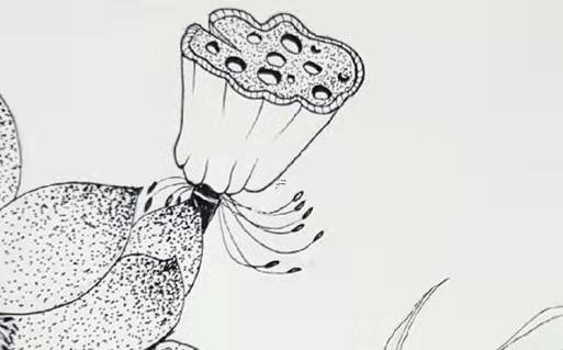 屬虎人怕什么生肖 屬虎的怕什么 屬虎人怕什么生肖 屬虎的怕什么