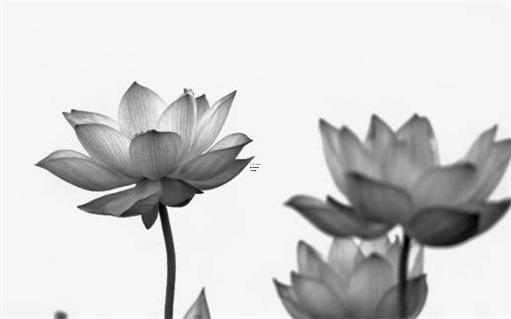 屬兔女鼠年結婚好不好，鼠兔女的最佳婚配