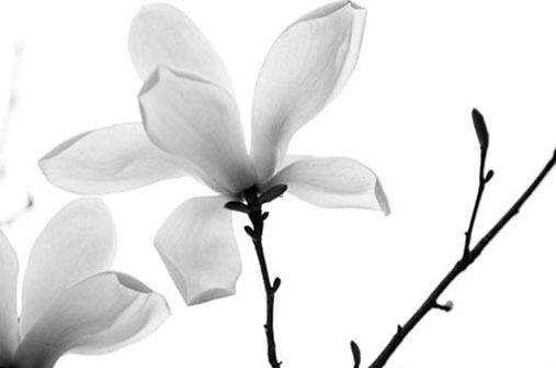 兔本命年佩戴什么生肖掛件，生肖兔本命年戴什么生肖