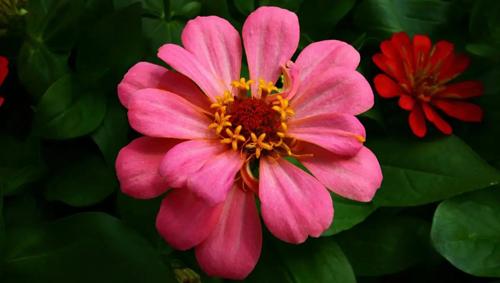 夢見見里來了個男孩什么意思 夢見家里來了一個男嬰兒周公解夢 夢見見里來了個男孩什么意思 夢見家里來了一個男嬰兒周公解夢