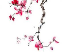 女生有哪些字能用作名字 女生名字可以用的字