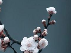 屬兔人今年最吉祥顏色,屬兔今年適合的顏色