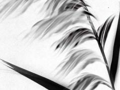 什么八字的人適合下海經商 什么八字的人賺錢能力強