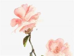 屬鼠與羊相配婚姻如何 鼠羊屬相婚姻相配嗎