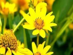 關于夢見古城堡和仙姑老太 夢見古城遺址