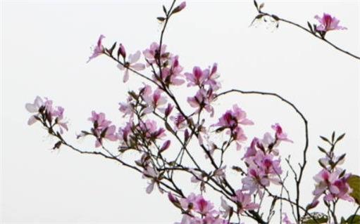 78年馬和79羊婚姻是否會離分 78年的馬和79年的羊合不合 78年馬和79羊婚姻是否會離分 78年的馬和79年的羊合不合