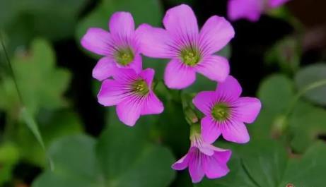 夢見自己抱著會說話的嬰兒是什么意思 夢見抱小孩會說話