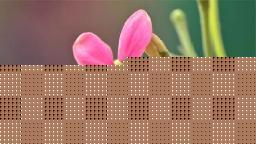 大全夢見馬跳墻 夢見馬跳河里是什么意思 大全夢見馬跳墻 夢見馬跳河里是什么意思