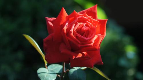 夢見會(huì)飛的龍龜 夢見會(huì)飛的龍是什么意思啊 夢見會(huì)飛的龍龜 夢見會(huì)飛的龍是什么意思啊