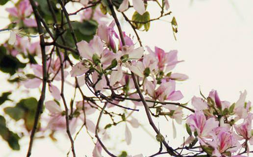 八字中喜七殺傷官是什么意思 八字七殺為喜用