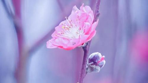 周公解夢(mèng)夢(mèng)到母親工作 夢(mèng)見母親去遠(yuǎn)方工作