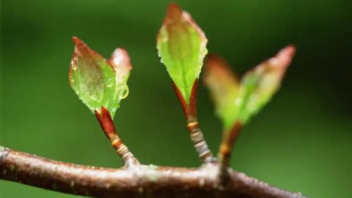 夢見好多瞎子好不好 夢見好多瞎子好不好周公解夢 夢見好多瞎子好不好 夢見好多瞎子好不好周公解夢
