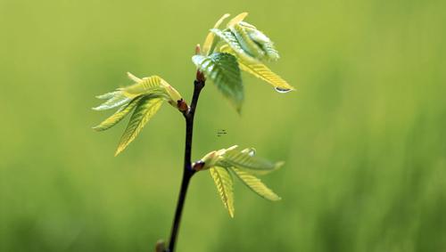 夢見滿臉水泡的女人 夢見一臉水泡
