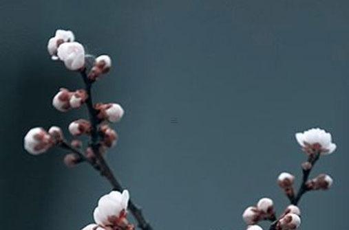 林辛言宗景灝的小說 林辛言宗景灝的小說免費閱讀