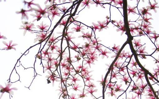 2023屬鼠要小心一個人是屬龍的嗎，生肖鼠在2023年的運勢以及注意月份