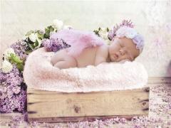 夢見甘蔗長綠葉是什么意思