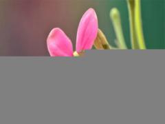 大全夢(mèng)見(jiàn)馬跳墻 夢(mèng)見(jiàn)馬跳河里是什么意思