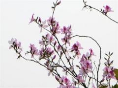 離婚不離家怎么挽回老公 離婚不離家什么心態(tài)