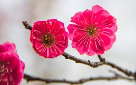 虎和虎可以結婚嗎 虎和虎可以結為夫妻嗎