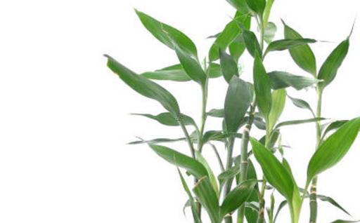 2023屬虎的今年會有什么發生 2023年屬虎人的全年運勢 2023屬虎的今年會有什么發生 2023年屬虎人的全年運勢