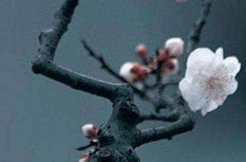 生肖鼠與屬猴相配嗎,生肖鼠和猴合得來嗎 生肖鼠與屬猴相配嗎,生肖鼠和猴合得來嗎