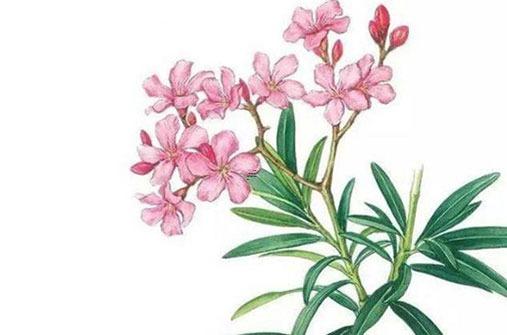 屬羊的與屬鼠的婚配可以嗎,屬羊和屬鼠的人婚姻合適嗎 屬羊的與屬鼠的婚配可以嗎,屬羊和屬鼠的人婚姻合適嗎