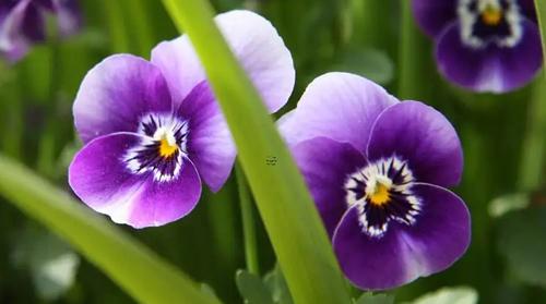 孕婦夢見沾屎周公解夢 孕婦夢見屎是什么預兆 孕婦夢見沾屎周公解夢 孕婦夢見屎是什么預兆