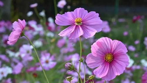 周公解夢(mèng)玉米面大菜包子 夢(mèng)見(jiàn)嚰玉米面 周公解夢(mèng)玉米面大菜包子 夢(mèng)見(jiàn)嚰玉米面