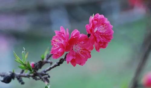 夢見別人的***器