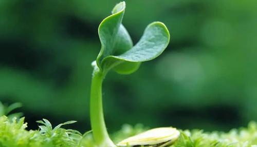 兒子夢見媽媽坐牢了 夢到媽媽坐牢是什么征兆 兒子夢見媽媽坐牢了 夢到媽媽坐牢是什么征兆