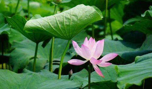 夢(mèng)見別人用棍子撮我頭發(fā) 夢(mèng)見別人用鐵棍打我頭 夢(mèng)見別人用棍子撮我頭發(fā) 夢(mèng)見別人用鐵棍打我頭