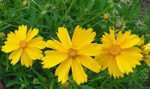 夢見上牙掉完了還碎了一顆 還長芽 夢見上牙掉完了還碎了一顆 還長芽