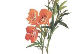 屬龍哪年結(jié)婚最好,屬龍在哪一年結(jié)婚好