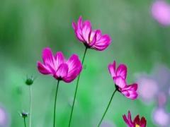 夢見好多人挖臭水溝 夢見挖臭水溝什么意思