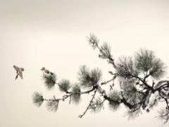 陶白白說雙魚座女生 陶白白雙魚座女生性格