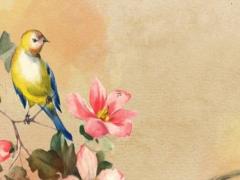 屬羊的和屬鼠的婚姻會怎么樣,91男羊96女鼠八字合適嗎