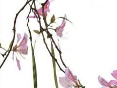 緣分的情話1005無標題 緣分的情感語錄