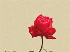 四柱八字中的劫煞是 劫煞在各柱的意思