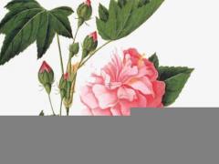 1979年屬羊人2023年佩戴,1979年屬羊人2023年佩戴