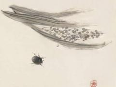 屬猴20年今年多大歲,屬猴的二零二零年多大