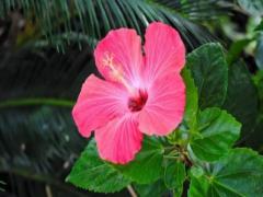 夢見自己拿槍打死人了有什么預兆 我夢見我拿槍打死人了