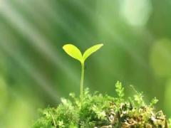 周公解夢夢見我兒租房子 夢見和兒子找房子租住