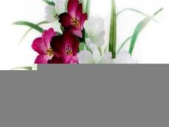 2023屬蛇的今年犯什么