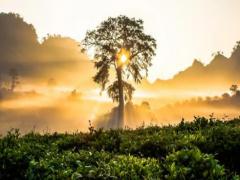 夢見牛和老虎一起進宅 夢見老虎和牛怎么回事