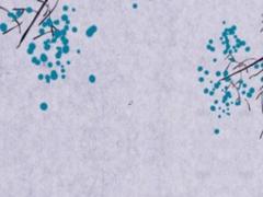 明年屬鼠人的運勢如何,明年屬鼠的財運如何